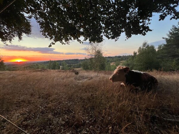 photo 65 Jacobaweide 14